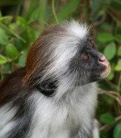 /album/fotos-afrika/zan-4-small-jpg/